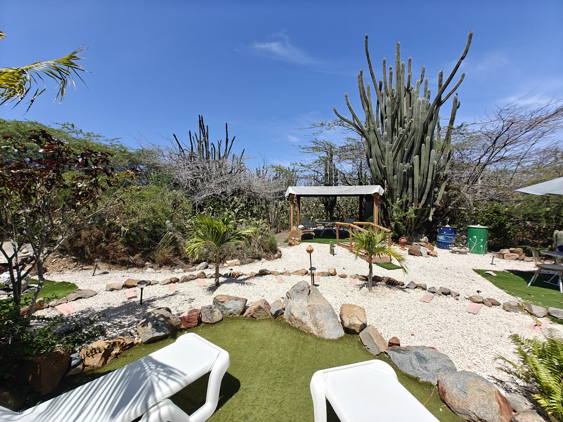 Tall native cacti growing along the garden boundary