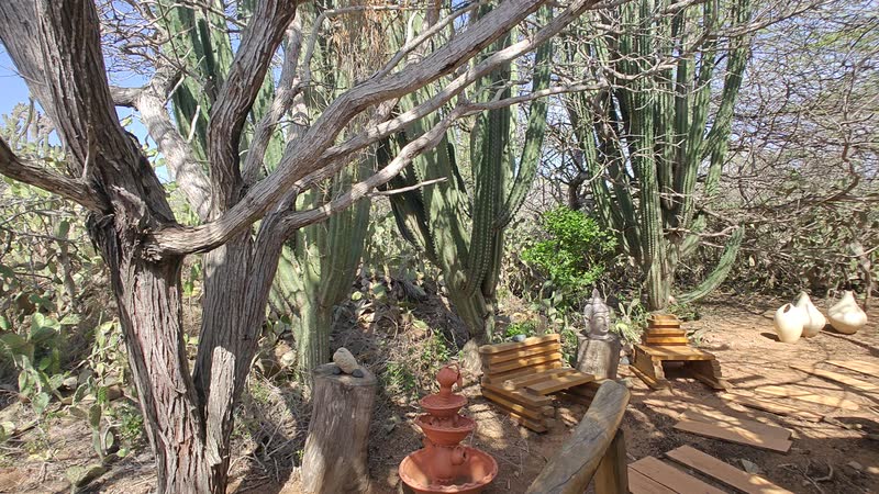 The wilder edge of the garden, with native cacti and desert trees