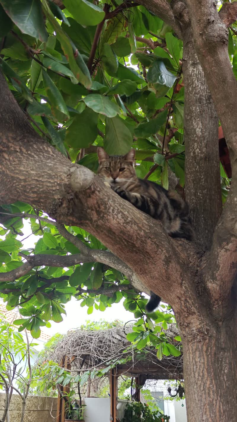 Muffin, the spa's tabby cat, resting on a low branch of the almond tree above the garden gazebo